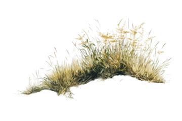 Elegant grass shrub art isolated on white background offering a fresh and vibrant design element