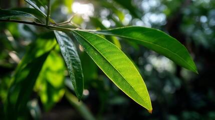 Obraz premium Vibrant green leaf bathed in sunlight, a serene moment of nature's delicate beauty 