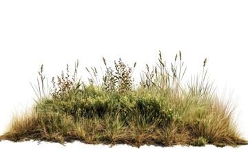 Grassland shrub landscape with thriving vegetation isolated on white background for creative projects