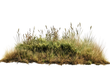 Grassland shrub landscape with thriving vegetation isolated on white background for creative projects