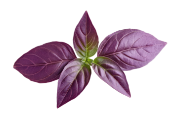 Green basil leaves with clipping paths fully captured on white background for nature designs