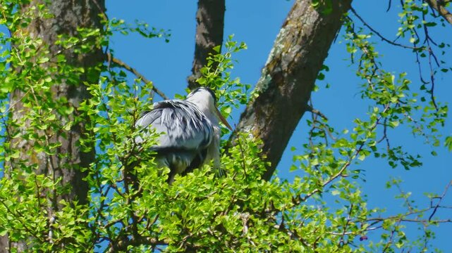 close up of gray heron perched in tree in summer