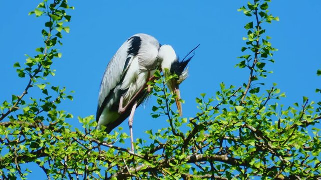 close up of gray heron perched in tree in summer