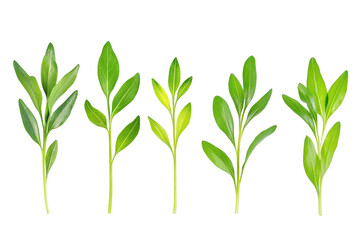 Fototapeta premium Captivating visual of growth stages on white enhances educational content about life cycles and development