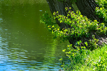  Bright green foliage of trees in early spring.