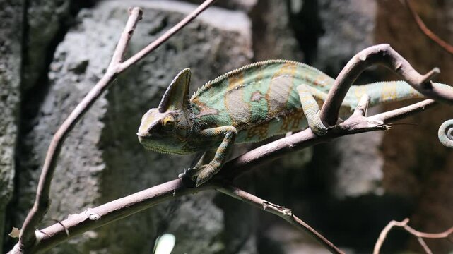 Footage of Veiled chameleon on tree branches