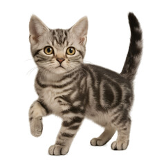 Playful Kitten Posing
