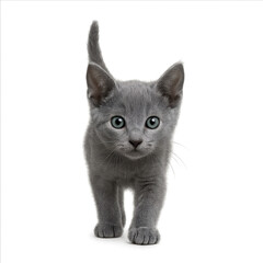 Obraz premium Russian Blue Kitten