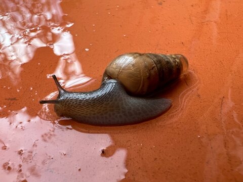 Caracol paseando despu&eacute;s de la lluvia.