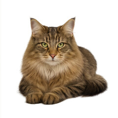 Obraz premium Regal Norwegian Cat