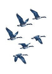 Obraz premium Indigo Geese in Flight: Watercolor Serenity AI Generated