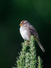 A juvenile White-crowned Sparrow (Zonotrichia leucophrys) is perched gracefully on the tip of a rosemary branch adorned with purple flowers