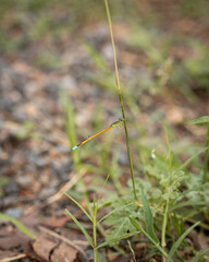 Gossamer Damselfly Sitting on a Grass Stem in Nature - Golden Dartlet