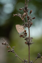 The Gram Blue Butterly Sitting on a Dry Plant in Nature - Common Indian Butterfly