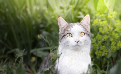 Photo of a beautiful domestic cat in a plant environment