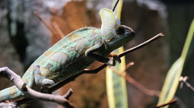 Footage of Veiled chameleon on tree branches