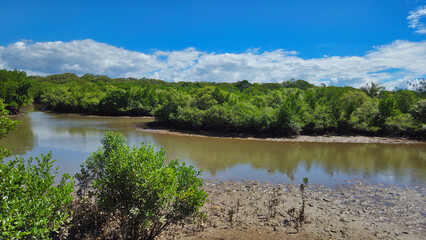 Lush Mangrove Landscape Under Clear Sky