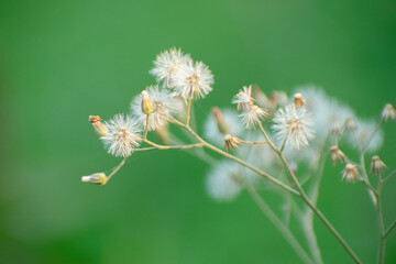 Little ironweed plant resembling dandelions against a vibrant green blurred natural background.