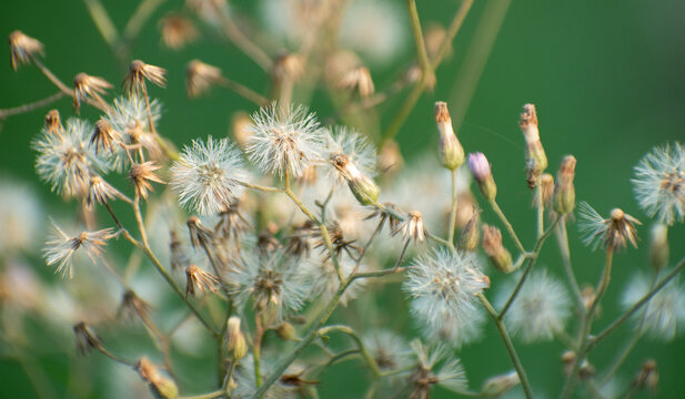 Little ironweed plant resembling dandelions against a vibrant green blurred natural background.