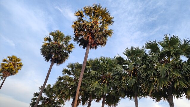 Tall palm trees with fan-shaped leaves under a clear blue sky create a tropical and peaceful atmosphere.
