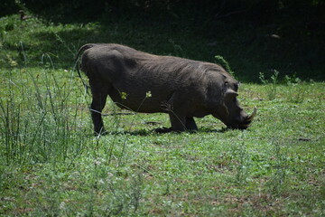 Warthog grazing