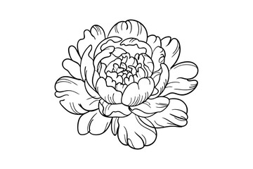  Hand Drawn Peony Flower Line Art Vector Illustration Black and White © Rabea