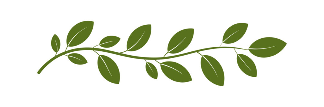 Green Botanical Leaf Vine Divider. Nature Plant Branch Clipart Vector Art