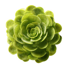 Obraz premium Lush Green Succulent Plant, Close-Up Macro Shot of a Green Rosette