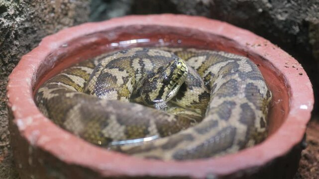 Footage of Carpet python coiled in a water container