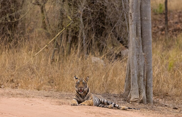 Female tigress (Panthera tigris) walking on jungle road with natural green background of...