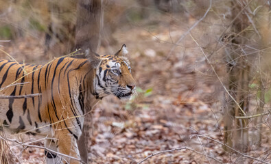 Female tigress (Panthera tigris) walking on jungle road with natural green background of...