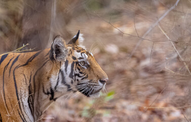 Female tigress (Panthera tigris) walking on jungle road with natural green background of...