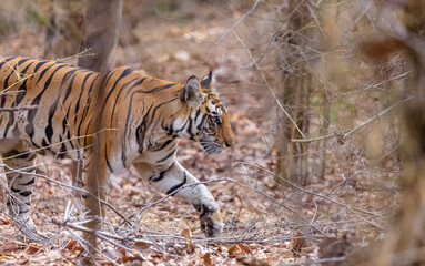 Female tigress (Panthera tigris) walking on jungle road with natural green background of bandhavgarh forest.