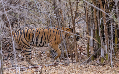 Female tigress (Panthera tigris) walking on jungle road with natural green background of bandhavgarh forest.