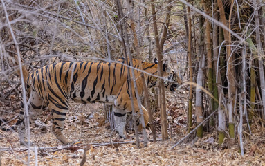 Female tigress (Panthera tigris) walking on jungle road with natural green background of...