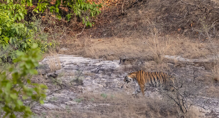 Female tigress (Panthera tigris) walking on jungle road with natural green background of bandhavgarh forest.