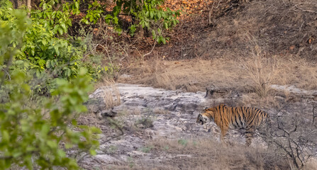Female tigress (Panthera tigris) walking on jungle road with natural green background of bandhavgarh forest.