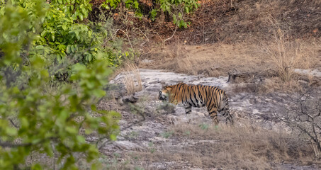 Female tigress (Panthera tigris) walking on jungle road with natural green background of bandhavgarh forest.