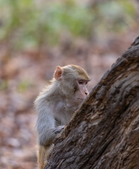 Rhesus macaque (Macaca mulatta) or Indian Monkey in forest.
