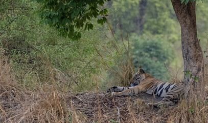 Male tiger (Panthera tigris) walking on jungle road with natural green background of Bandhavgarh forest.