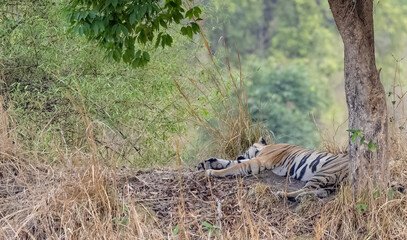 Male tiger (Panthera tigris) walking on jungle road with natural green background of Bandhavgarh forest.