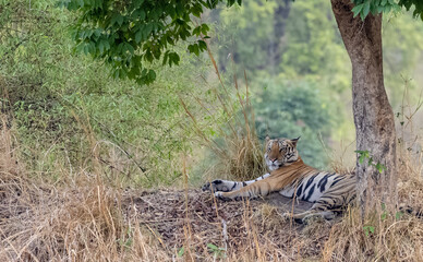 Male tiger (Panthera tigris) walking on jungle road with natural green background of Bandhavgarh forest.
