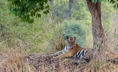 Male tiger (Panthera tigris) walking on jungle road with natural green background of Bandhavgarh...