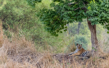 Male tiger (Panthera tigris) walking on jungle road with natural green background of Bandhavgarh...