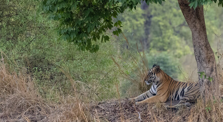 Male tiger (Panthera tigris) walking on jungle road with natural green background of Bandhavgarh...