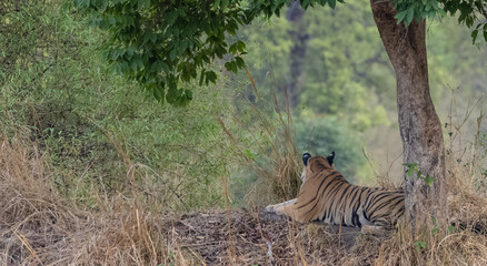 Male tiger (Panthera tigris) walking on jungle road with natural green background of Bandhavgarh forest.