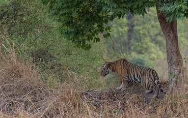 Male tiger (Panthera tigris) walking on jungle road with natural green background of Bandhavgarh...