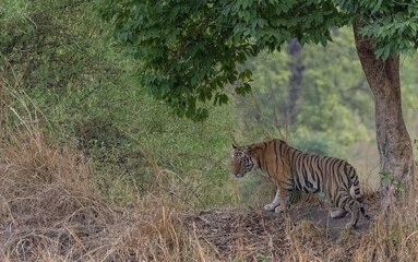 Male tiger (Panthera tigris) walking on jungle road with natural green background of Bandhavgarh...