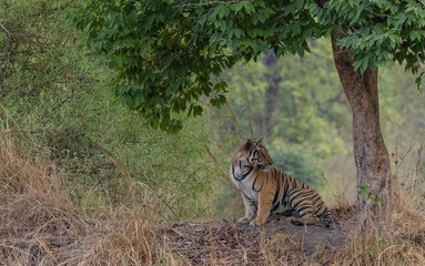 Male tiger (Panthera tigris) walking on jungle road with natural green background of Bandhavgarh...