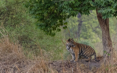 Male tiger (Panthera tigris) walking on jungle road with natural green background of Bandhavgarh forest.